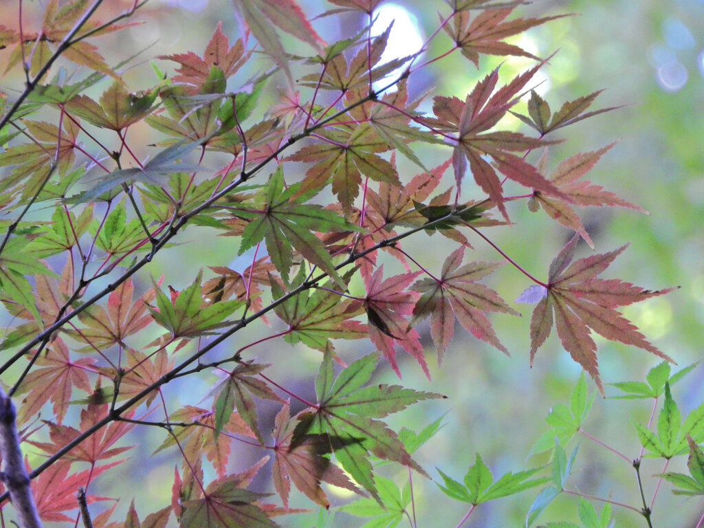 等々力緑地公園の紅葉が色付き始めました　３