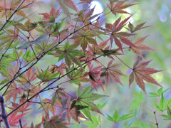 等々力緑地公園の紅葉が色付き始めました　３