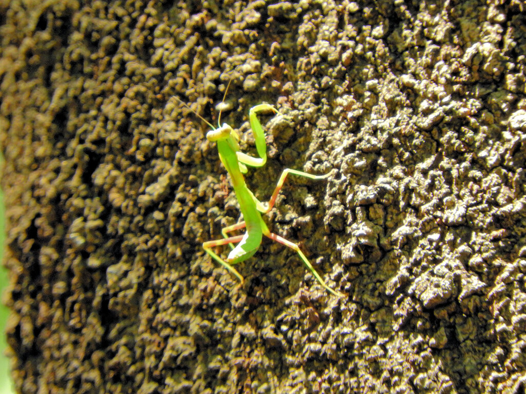 カマキリさん木を登る　２