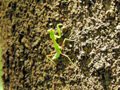 カマキリさん木を登る　２