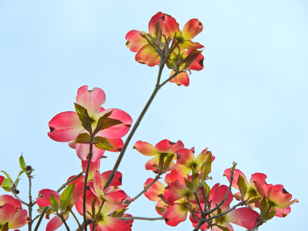 薄紅色の可愛い君・・・♪　ハナミヅキ（花水木）７