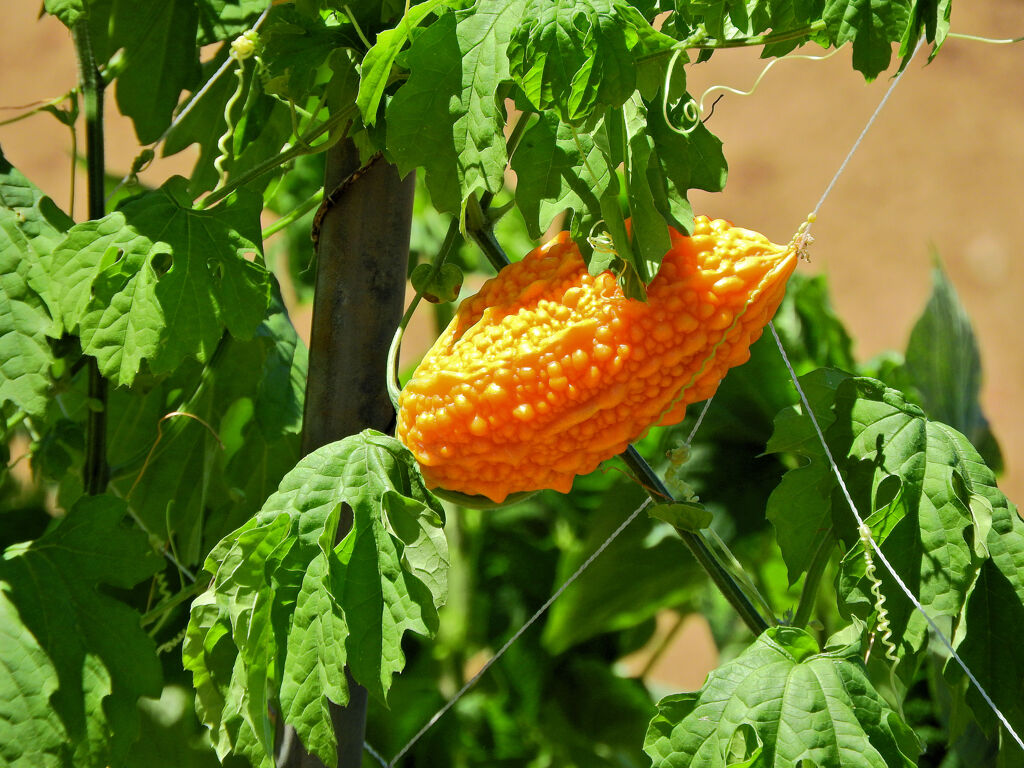 熟したゴーヤー　１