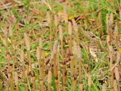 探し尽くした土筆　３