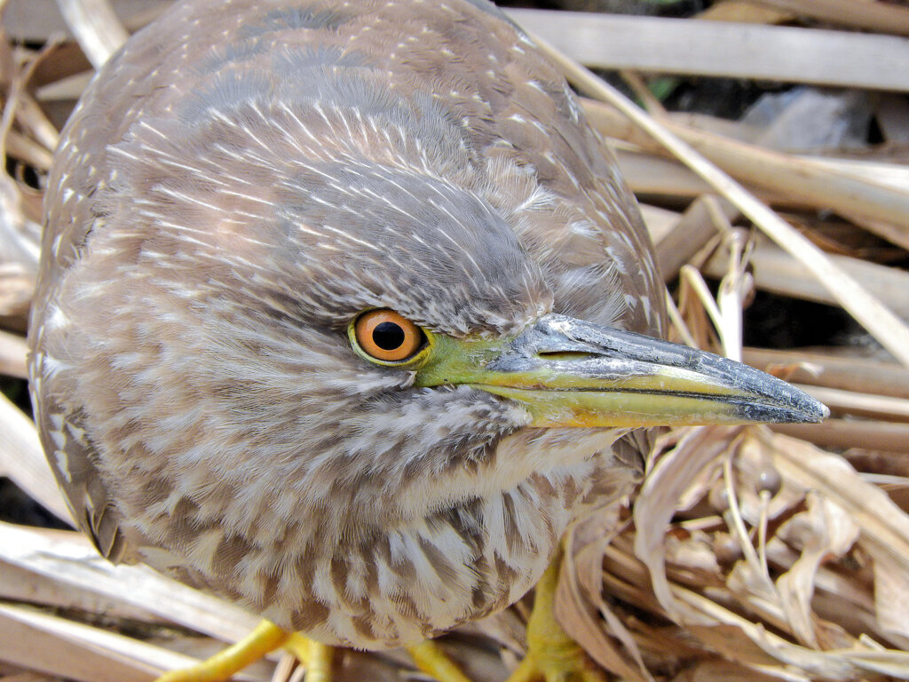 矢上川で　ゴイサギの幼鳥　ホシゴイ　１０