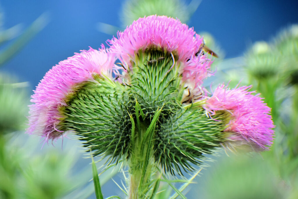 薊の花　１