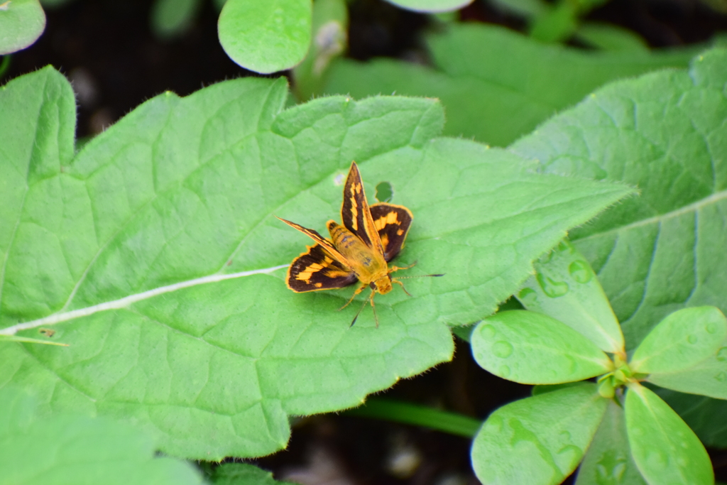キマダラセセリ　 チョウ目　セセリチョウ科　セセリチョウ亜科　２
