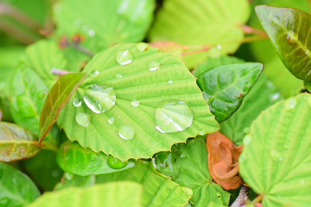 雨上がりの水滴・・日向水木の葉