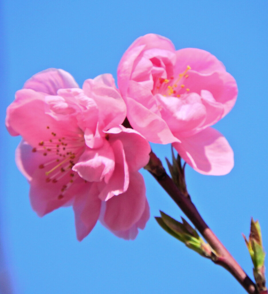 雛祭りに桃の花　３