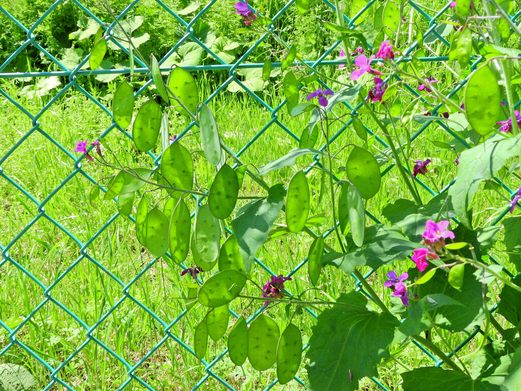 大判草（おおばんそう）合田草 （ごうだそう）２