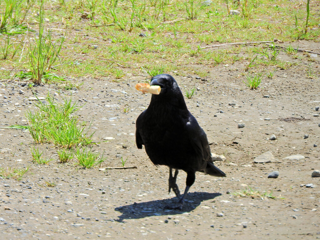 何かを咥えたカラス　１