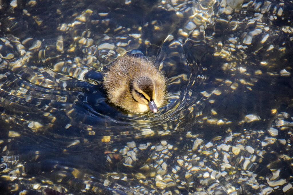 カルガモの雛ちゃん　２