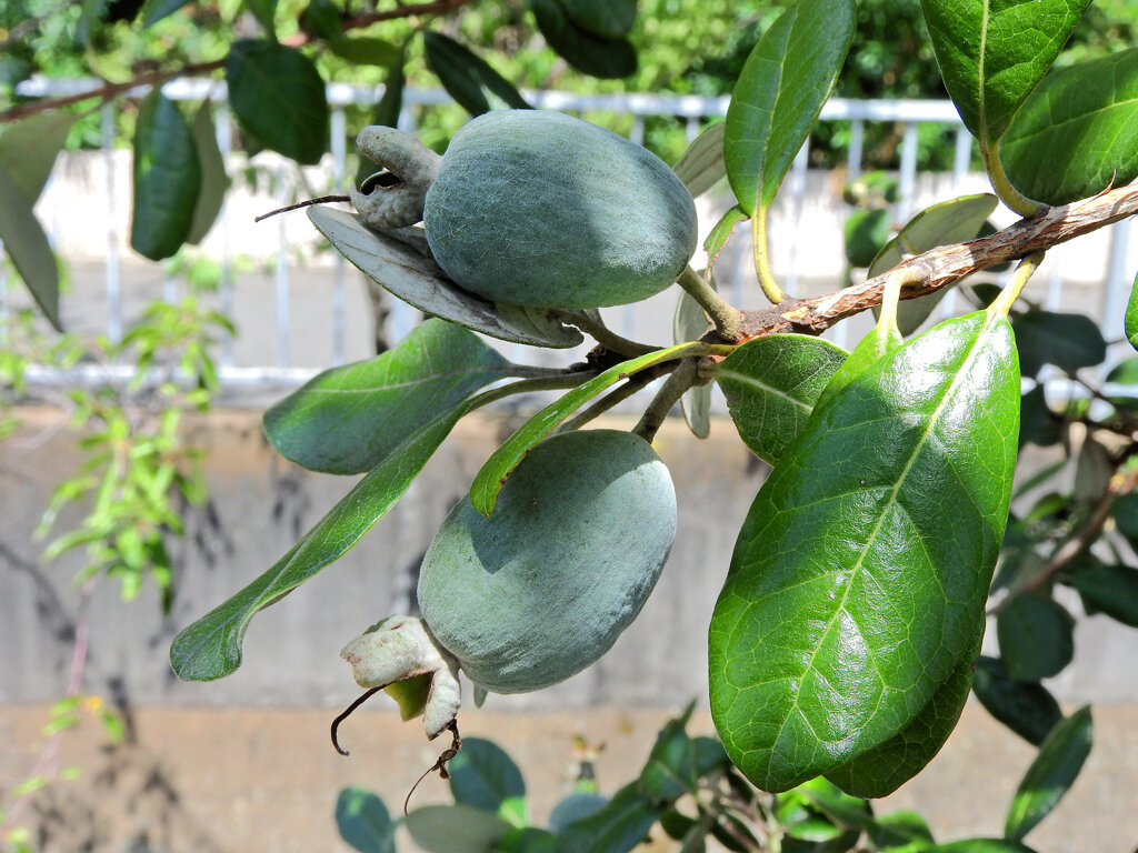 フェイジョア   (Feijoa)　実　１