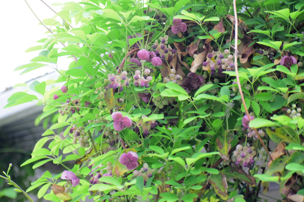 「木通」の花　４