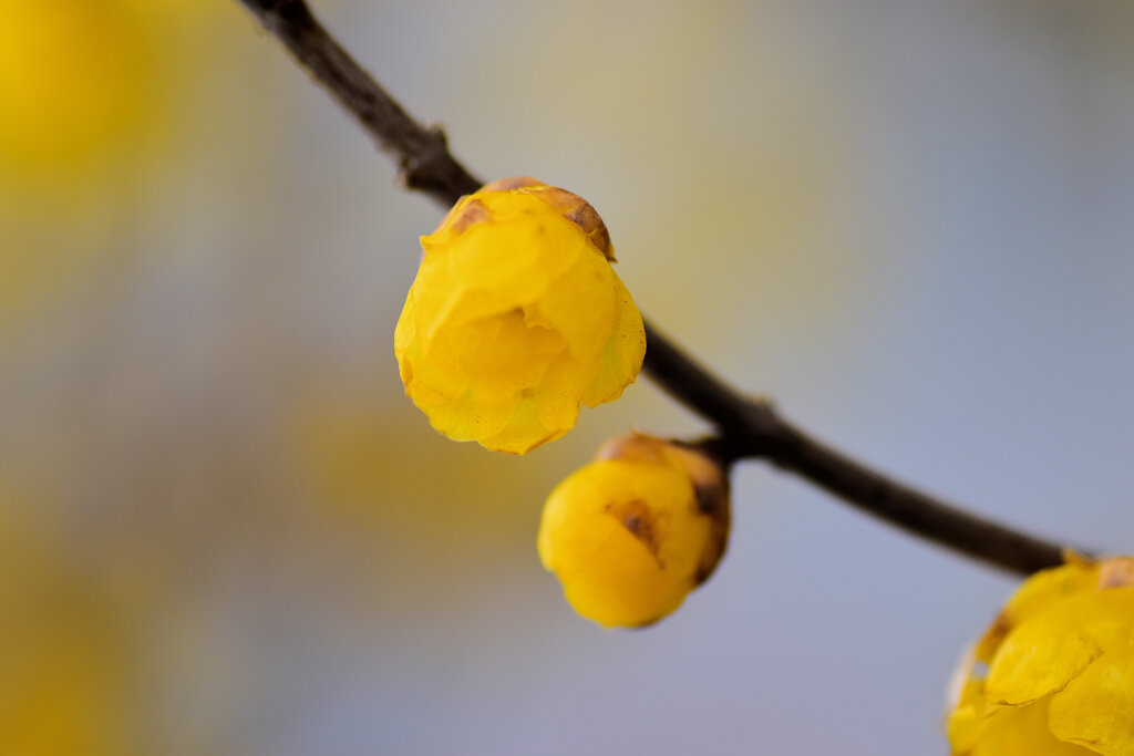 蝋梅を綺麗と思えない隣人がいる・・・５