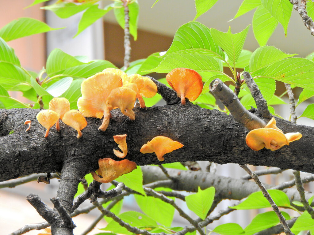 ソメイヨシノを蝕むキノコ　３