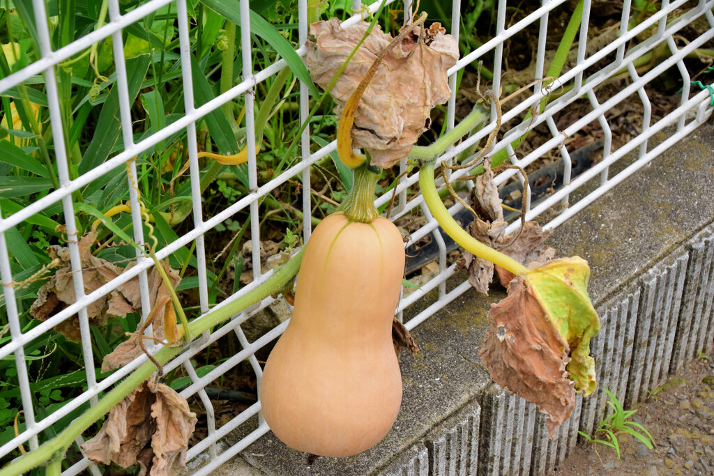 バターナッツ南瓜　３