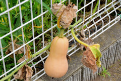 バターナッツ南瓜　３