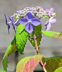 山紫陽花　４