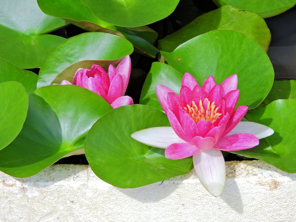 民家の瓶で睡蓮　花　２