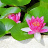 民家の瓶で睡蓮　花　２