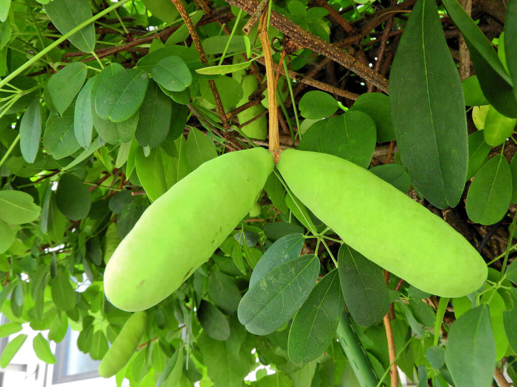 「三葉木通」の実　３