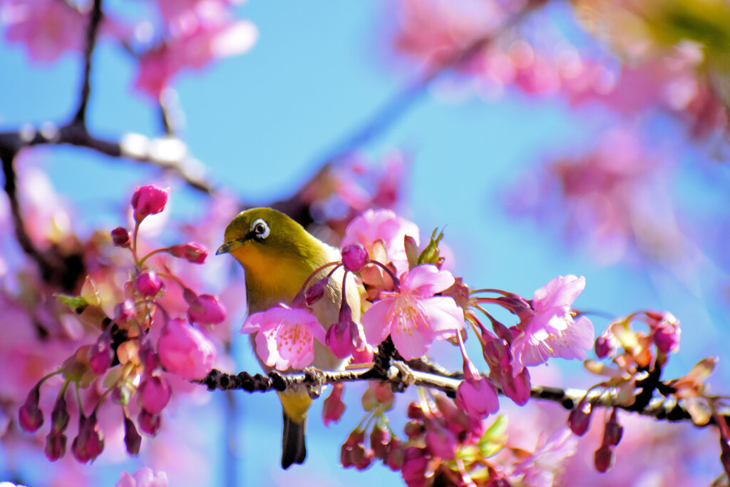 河津サクジロウ　③