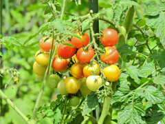 レンタル農園でミニトマト　４