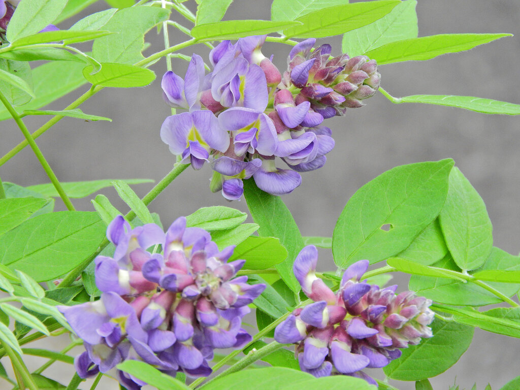 アメリカ藤　(アメジスト・フォール)　７