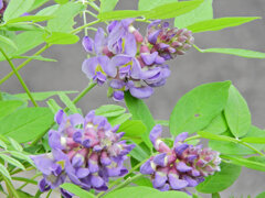 アメリカ藤　(アメジスト・フォール)　７