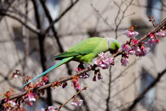 野生のワカケホンセイインコ 桜の花を食い散らかす　５