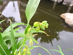 数珠玉 （じゅずだま）（花と実）１