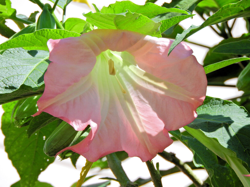 木立朝鮮アサガオ　２