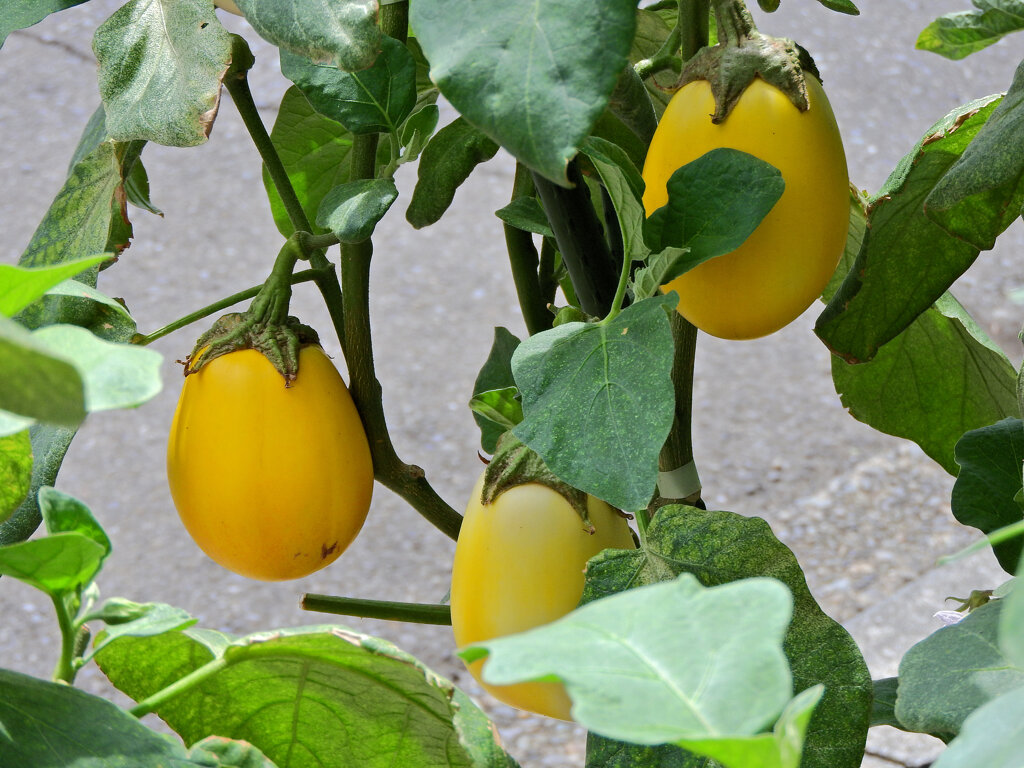 黄色い茄子　２