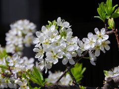 李 （すもも）の花　１