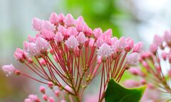 カルミア   アメリカ石楠花（しゃくなげ）　３