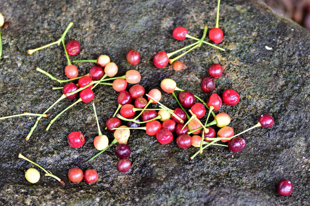 河津桜の実を誰かが・・・もぎ盗って・・・^_^;