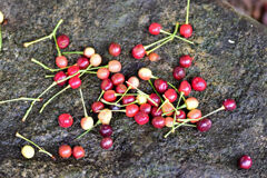 河津桜の実を誰かが・・・もぎ盗って・・・^_^;