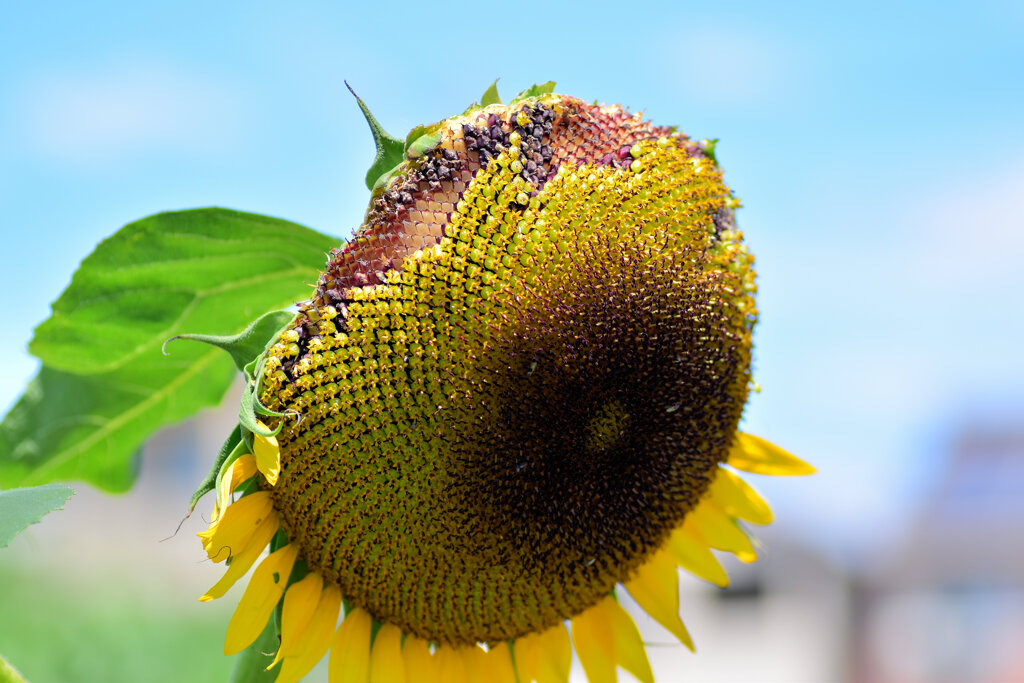 誰が喰った？　４