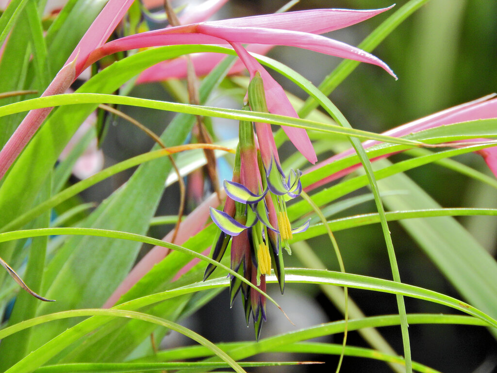 ヨウラク（瓔珞）ツツアナナス　３