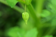 千成酸漿（センナリホオズキ）実　１　