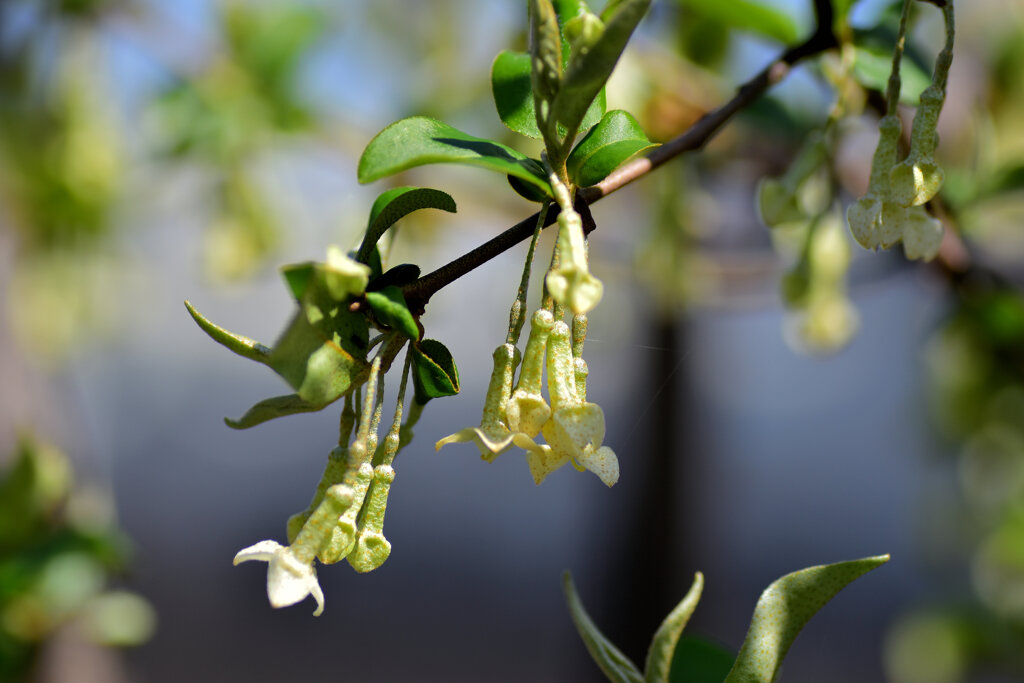 ナツグミ（夏茱萸）の花　７
