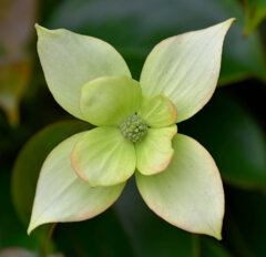 八重咲き山法師　２