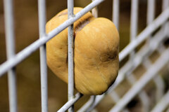 柵に挟まったままのバターナッツ南瓜・・先っぽ折られた　３