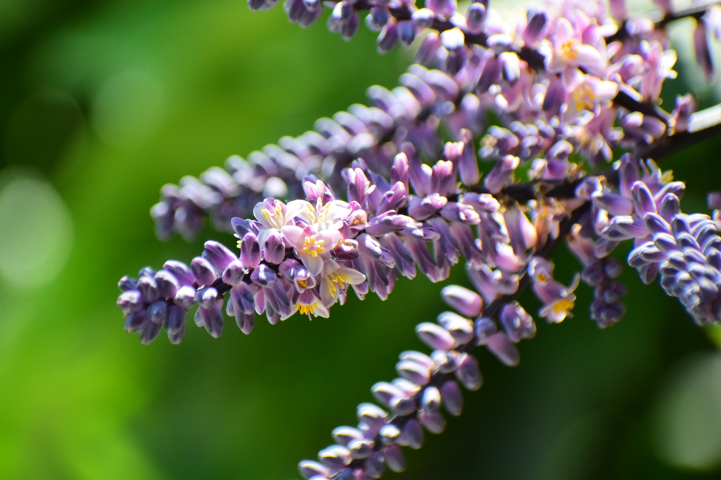 「コルディリネ・ストリクタ」（青ドラセナ）４