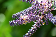 「コルディリネ・ストリクタ」（青ドラセナ）４