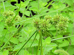 蚊帳吊草 （かやつりぐさ）　１