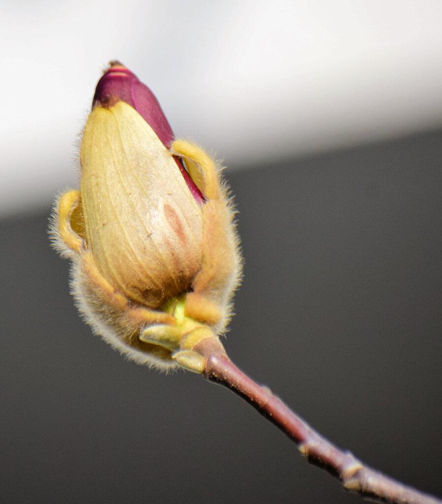 紫木蓮の蕾　３