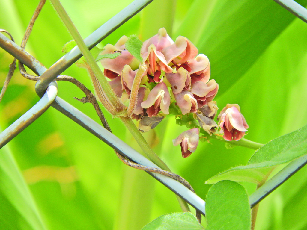エアポテト（宇宙いも）　花　１