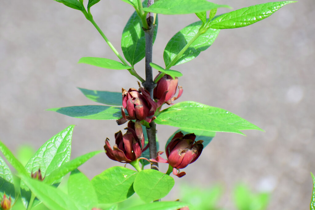 アメリカ蠟梅 （アメリカろうばい） 黒花蠟梅（くろばなろうばい）４