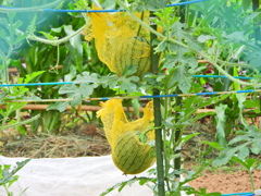 小玉西瓜　１